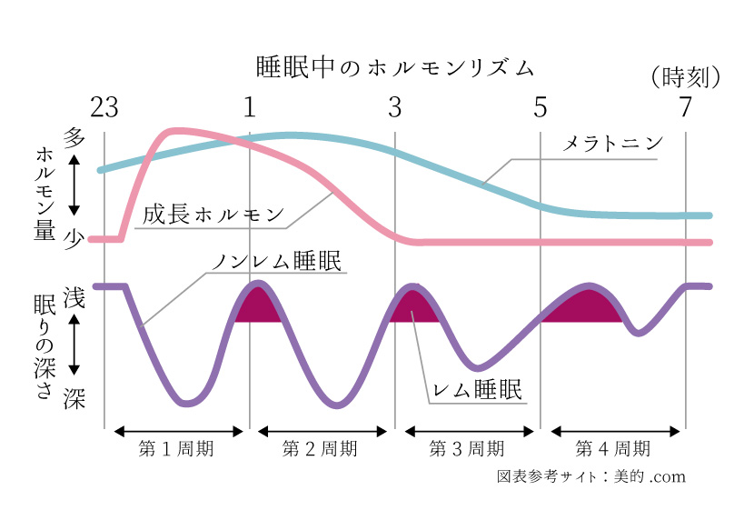 睡眠中のホルモンリズム