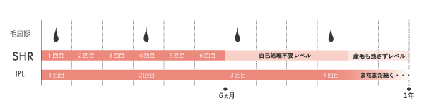 SHR－毛周期